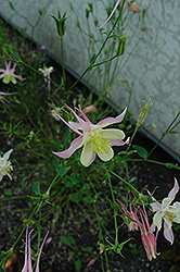 McKana Red Columbine (Aquilegia 'McKana Red') at Lakeshore Garden Centres