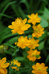 Globeflower (Trollius chinensis) at Lakeshore Garden Centres