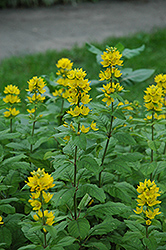 Yellow Loosestrife (Lysimachia punctata) at Lakeshore Garden Centres