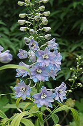 Pacific Giant Guinevere Larkspur (Delphinium 'Guinevere') at Lakeshore Garden Centres