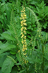 Dark Mullein (Verbascum nigrum) at Lakeshore Garden Centres