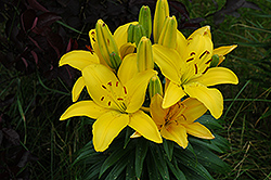 Butter Pixie Lily (Lilium 'Butter Pixie') at Lakeshore Garden Centres