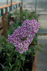 Natasha Meadow Phlox (Phlox maculata 'Natasha') at Lakeshore Garden Centres