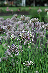Corkscrew Onion (Allium senescens) at Lakeshore Garden Centres