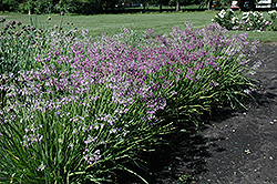 Nodding Onion (Allium cernuum) at Peter Knippel Garden Centre