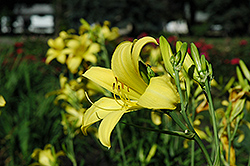 Gaiety Daylily (Hemerocallis 'Gaiety') at Lakeshore Garden Centres