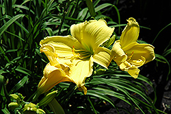 Java Sea Daylily (Hemerocallis 'Java Sea') at Lakeshore Garden Centres