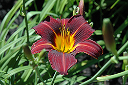 Black Prince Daylily (Hemerocallis 'Black Prince') at Lakeshore Garden Centres