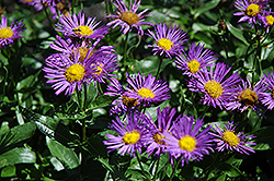 Darkest Of All Fleabane (Erigeron 'Darkest Of All') at Lakeshore Garden Centres