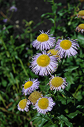Blue Beauty Fleabane (Erigeron 'Blue Beauty') at Lakeshore Garden Centres