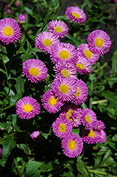 Rote Schoenheit Fleabane (Erigeron 'Rote Schoenheit') at Lakeshore Garden Centres