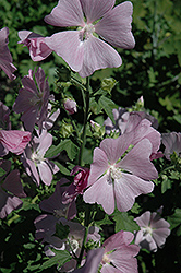 Pink Mallow (Malva moschata 'Rosea') at Lakeshore Garden Centres