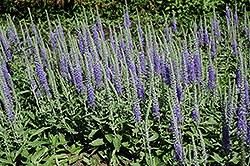 Silver Speedwell (Veronica spicata ssp. incana) at Lakeshore Garden Centres
