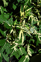 Variegated Queen Of The Meadow (Filipendula ulmaria 'Aureovariegata') at Lakeshore Garden Centres