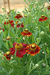 Rubenzwerg Sneezeweed (Helenium 'Rubenzwerg') at Lakeshore Garden Centres