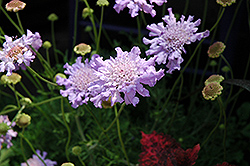 Giant Blue Pincushion Flower (Scabiosa 'Giant Blue') at Lakeshore Garden Centres