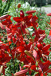 Winnipeg Lily (Lilium 'Winnipeg') at Lakeshore Garden Centres