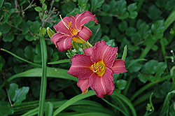 Little Wine Cup Daylily (Hemerocallis 'Little Wine Cup') at Lakeshore Garden Centres