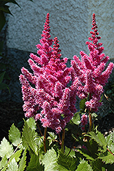You and Me Always Astilbe (Astilbe chinensis 'Always') at Lakeshore Garden Centres