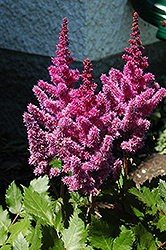 Visions Astilbe (Astilbe chinensis 'Visions') at Peter Knippel Garden Centre