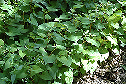 Chameleon Plant (Houttuynia cordata) at The Mustard Seed