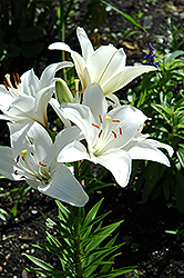 Iceberg Lily (Lilium 'Iceberg') at Lakeshore Garden Centres