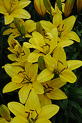 Mona Lily (Lilium 'Mona') at Lakeshore Garden Centres