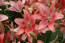 Coral Fashion Lily (Lilium 'Coral Fashion') at Lakeshore Garden Centres