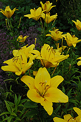 Nova Cento Lily (Lilium 'Nova Cento') at Lakeshore Garden Centres