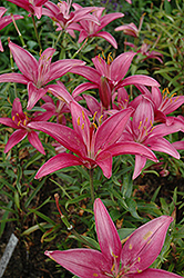 La Toya Lily (Lilium 'La Toya') at Lakeshore Garden Centres
