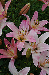 Showbiz Lily (Lilium 'Showbiz') at Lakeshore Garden Centres