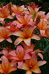 Coral Sunrise Lily (Lilium 'Coral Sunrise') at Lakeshore Garden Centres