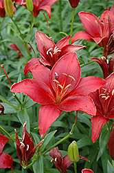 Monte Negro Lily (Lilium 'Monte Negro') at Lakeshore Garden Centres