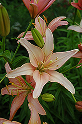 Prairie Sunset Lily (Lilium 'Prairie Sunset') at Lakeshore Garden Centres