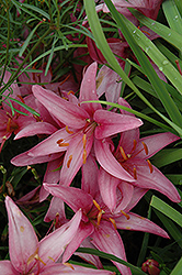 Move Lily (Lilium 'Move') at Lakeshore Garden Centres