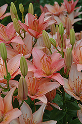 Make Up Lily (Lilium 'Make Up') at Lakeshore Garden Centres