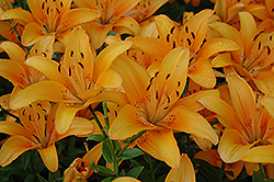Compass Lily (Lilium 'Compass') at Lakeshore Garden Centres
