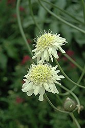 Giant Yellow Scabious (Cephalaria gigantea) at Lakeshore Garden Centres