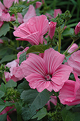 Novella Rose Lavatera (Lavatera 'Novella Rose') at Lakeshore Garden Centres