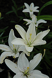 Mother's Call Lily (Lilium 'Mother's Call') at Lakeshore Garden Centres