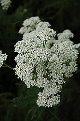 White Beauty Yarrow (Achillea millefolium 'White Beauty') at Lakeshore Garden Centres