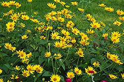 Hohlspiegel False Sunflower (Heliopsis helianthoides 'Hohlspiegel') at Lakeshore Garden Centres
