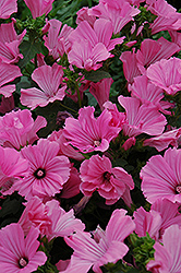 Novella Rose Lavatera (Lavatera 'Novella Rose') at Lakeshore Garden Centres