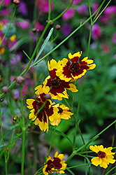 Brown Eyes Tickseed (Coreopsis 'Brown Eyes') at Lakeshore Garden Centres