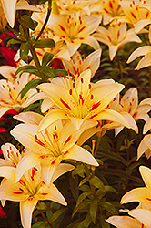 Loreto Lily (Lilium 'Loreto') at Lakeshore Garden Centres