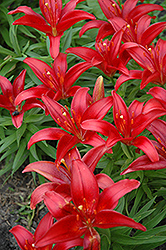 Blackbird Lily (Lilium 'Blackbird') at Lakeshore Garden Centres