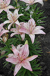 Denia Lily (Lilium 'Denia') at Lakeshore Garden Centres