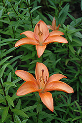Ting Tang Lily (Lilium 'Ting Tang') at Lakeshore Garden Centres