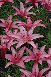 Malta Lily (Lilium 'Malta') at Lakeshore Garden Centres