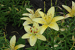 Sea Breeze Lily (Lilium 'Sea Breeze') at Lakeshore Garden Centres